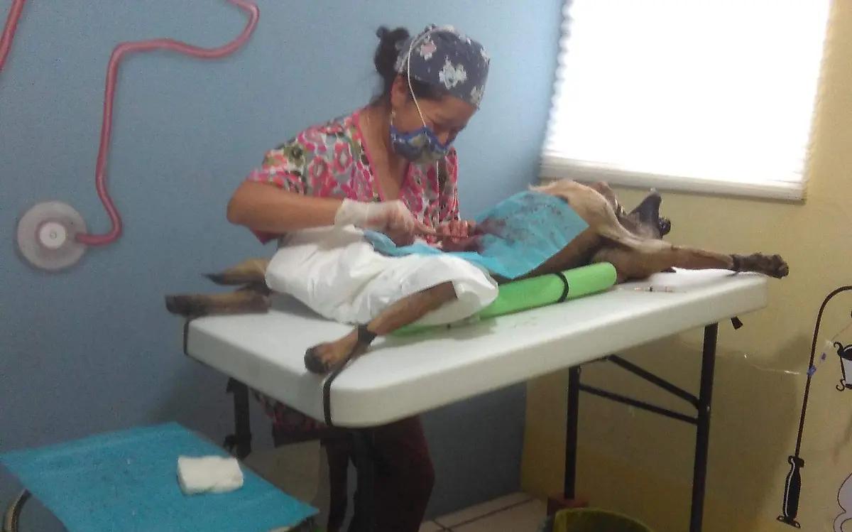 Logran la meta de tres mil castraciones de mascotas en Zamora