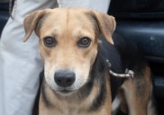 Más de 3.000 caninos y felinos han sido esterilizados en el Huila