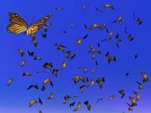 Vive la migración de la mariposa monarca en el festival anual