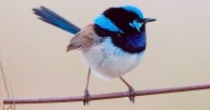Beloved fairywrens take slow flight towards extinction