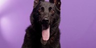 ECU welcomes newest police recruit to campus