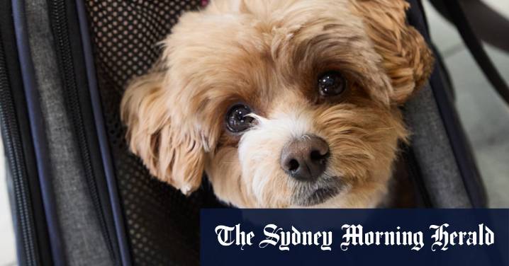 Virgin Australia begins flying pets on planes ASX:VGN