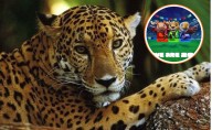 De la selva maya, brinca Zayu rumbo al Mundial 2026