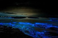 ¿Por qué se presenta el fenómeno de playas con bioluminiscencia?