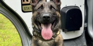 Police K9 help locate suspect in Vernon pursuit