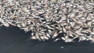 Jersey Shore towns facing rotten smells due to fish mass die