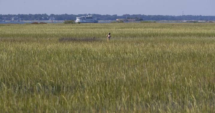 Mount Pleasant could adopt stricter wetlands protections