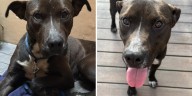 Entre albergues saturados y perros sin hogar, Carlitos espera una familia que lo adopte: “Tiene miedo de volver a ser abandonado”