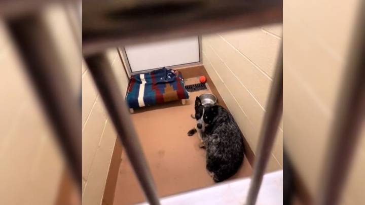Dog Curled Up In His Kennel, Too Heartbroken To Greet Visitors At California Shelter