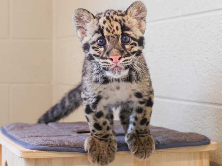 Nashville Zoo Welcomes Fourth Clouded Leopard Cub