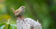 Householders asked to act if they spot wrens in the garden this autumn