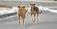Stray Dogs on the Rise in Texas: What’s Fueling the Crisis?