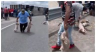 IMÁGENES SENSIBLES: Tráiler vuelca en San Luis Potosí y deja decenas de cerditos sobre el pavimento; pobladores hacen rapiña