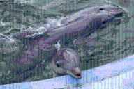 Se terminan los espectáculos marinos y hay preocupación por los delfines