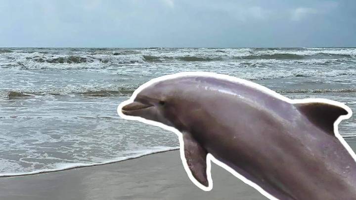 Denuncian matanza de delfines en playas de Tamaulipas; “los usan como carnada”