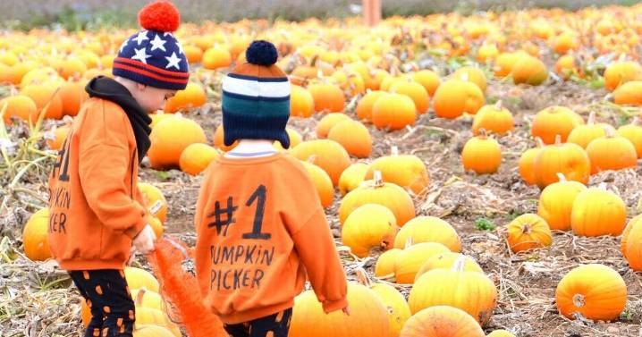 Scotland's largest pumpkin patch named among the top pick