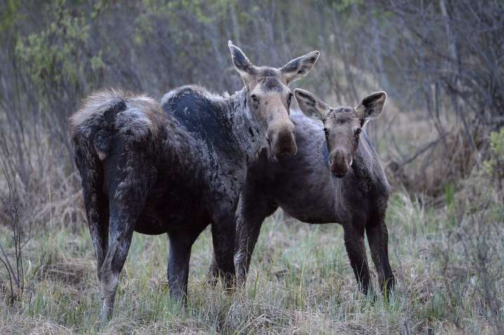‘Complete collapse’: Manitoba First Nation takes province to court over moose hunting