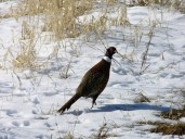Wildlife experts predict ‘banner year’ for Iowa pheasant hunters