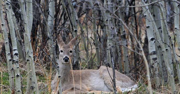 Reports of deer, pronghorns infections climb in southeast Montana