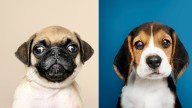 Ni pug ni beagle: cómo se llama la cruza que nace entre estos dos perros