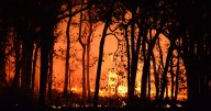 El cambio climático hizo que los incendios forestales mortales en Turquía, Grecia y Chipre fueran más intensos, según un estudio