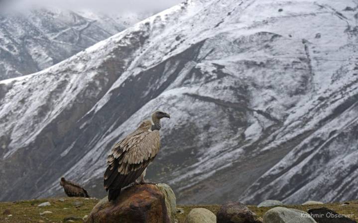 Snowfall Likely In Higher Reaches On Oct 5, 6: MeT
