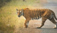 Tigress sparks hope as it moves between Kawal core and Luxettipet range