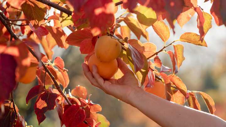 Why Are People Using Persimmon Seeds To Predict The Weather & Does It Really Work?