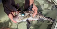 This Deep-Sea Fish Uses Its 8 Rows of Forehead Teeth for Sex