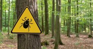 Invasive Asian Longhorned Tick Confirmed in Maine for the First Time