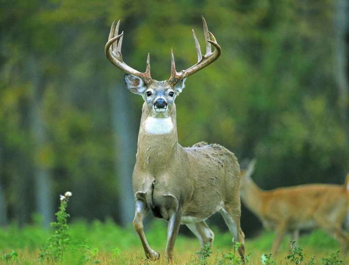Fall archery season set to begin for Ohio deer hunters