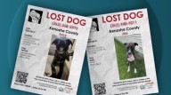 'It's awful': Uptick in scams targeting families with lost pets