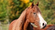 En el Día del Caballo, un total de 58 equinos fueron rescatados en San Juan