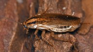 Water Bug vs. Roach Identification: Which Are You Dealing With?