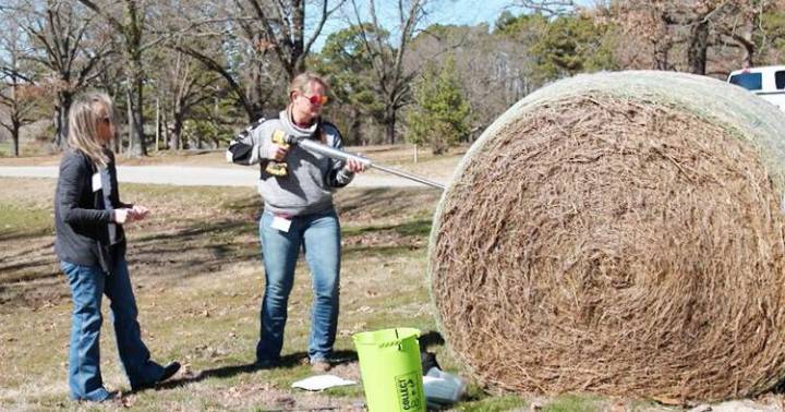 Think about nutrients not just hay to meet winter hay needs
