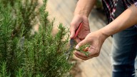 How To Make Dreamy Little Herb Brooms To Decorate For The Fall Season