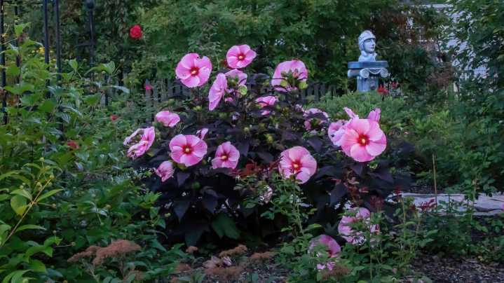 Should You Prune Hibiscus In The Fall? What We Recommend For A Healthy Plant
