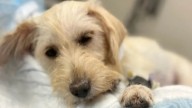 Local animal shelter holds event in honor of pets who’ve crossed the rainbow bridge