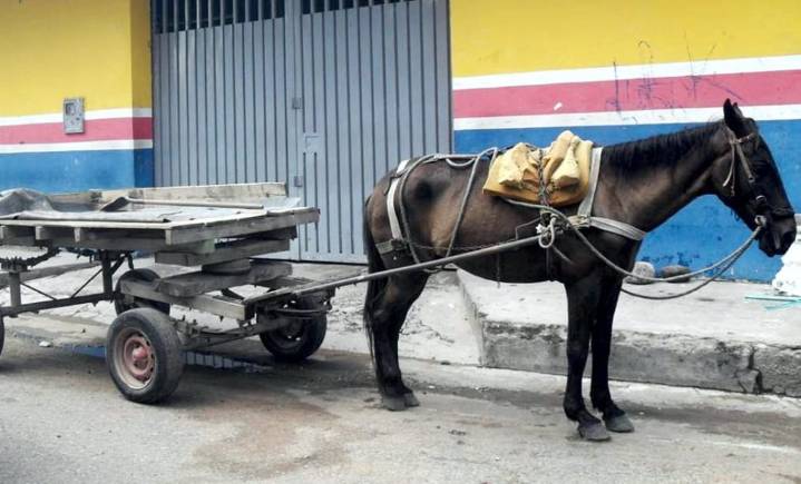 Avanza el proyecto que sustituye el uso de vehículos de tracción animal