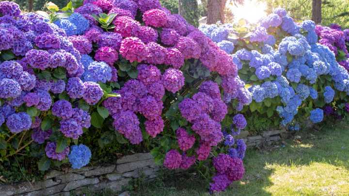 The Ideal Companion Plant For Showing Off Gorgeous Hydrangea Blooms In The Garden