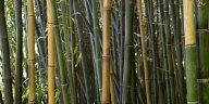 El bambú busca su lugar en el Delta bonaerense