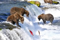Katmai National Park: Where bears feast on salmon before Fat Bear Week