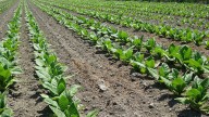 “Nos preocupa más la PAC que la nueva ley antitabaco”: el campo de Extremadura en alerta por el futuro del tabaco
