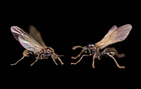 El extraño caso de las hormigas que paren machos de otra especie