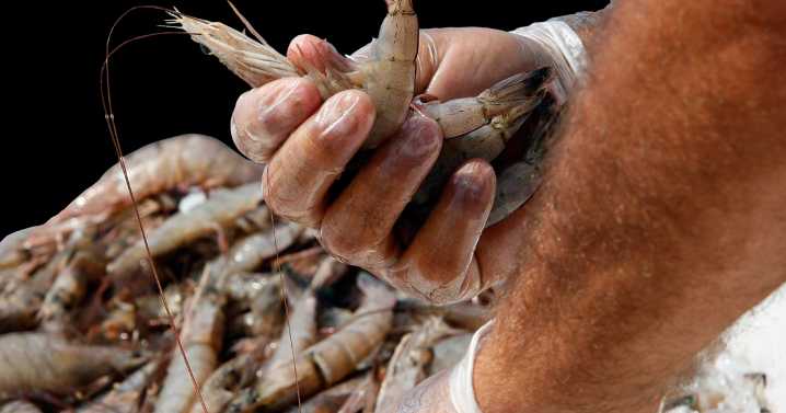 Legislation introduced to protect Louisiana shrimp, catfish industries
