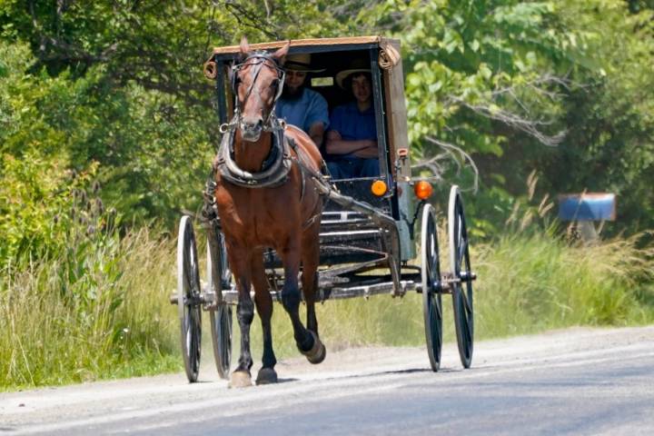 Two children dead after car colission with horse