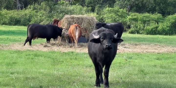 Carne de búfalo: la alternativa que gana terreno en las mesas y en el campo