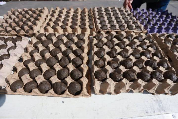 Tlajomulco elabora 150 mil bombitas de semilla