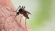 Muere otra persona por dengue en Oaxaca; suman tres defunciones en la entidad
