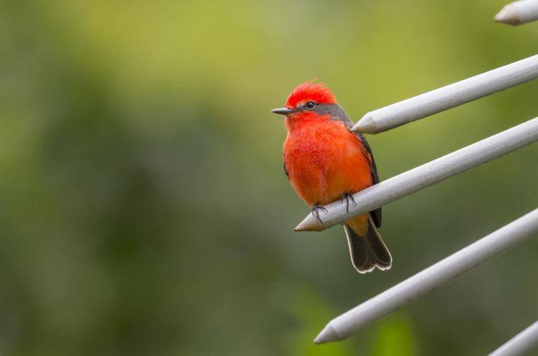 La “ciudad de las aves”: Cali es finalista para ser sede de dos grandes eventos internacionales de aviturismo